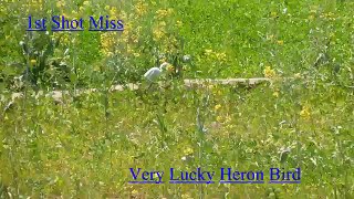 Lucky Heron Bird Hunting