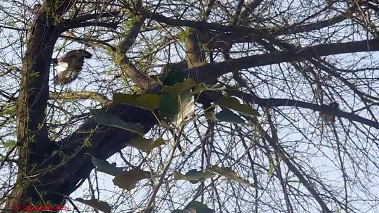 Bird Hunting Common Myna Hunting