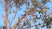 Pest Bird Hunting Common Myna Hunting