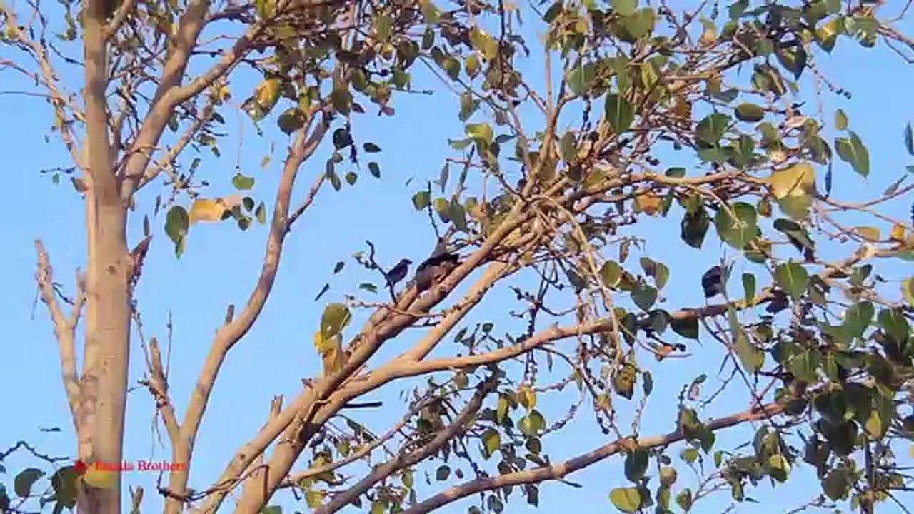 Pest Bird Hunting Common Myna Hunting