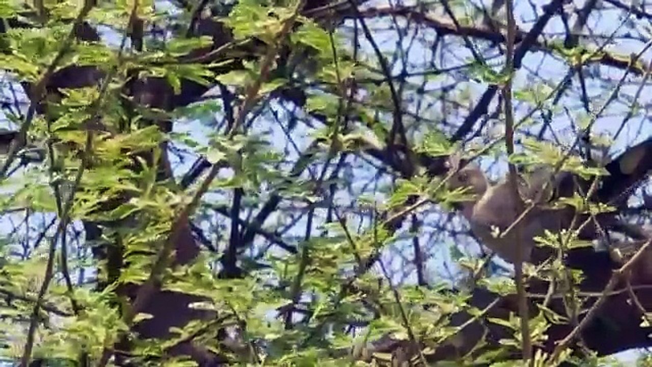 Russian Dove Hunting With gamo Shadow 1000 Air Rifle