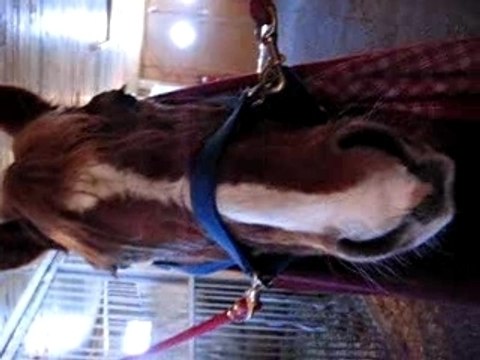 Canelle la Tulipe - Pepermenth