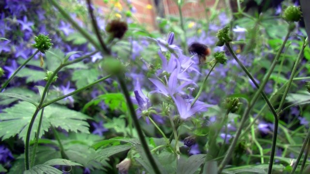 Bags of Honey, not money Money Bags. Pollen on its legs.