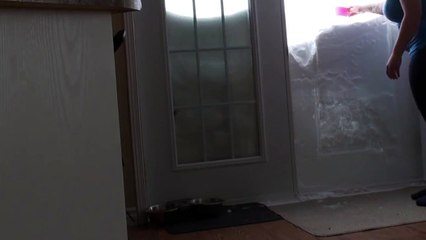 Sparta le chat rentre dans sa maison (version slow-motion)