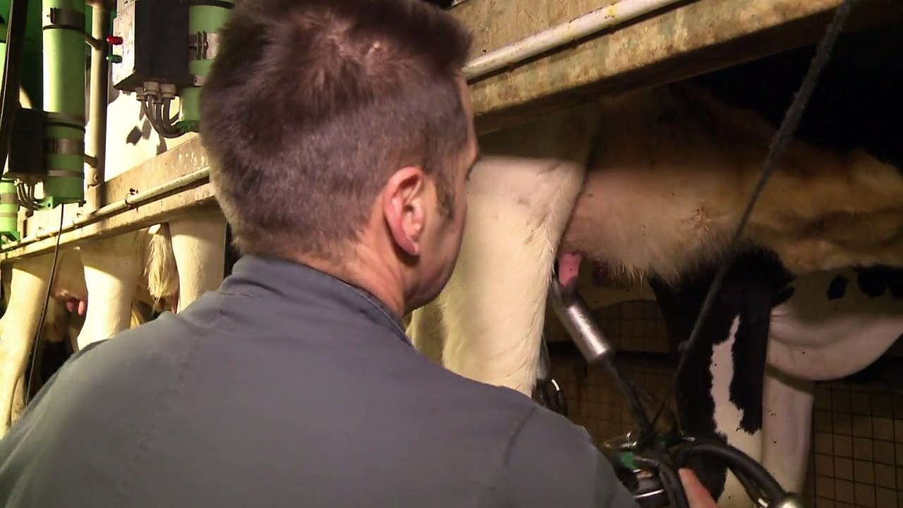 Climat: les vaches continueront de roter alors, que faire ?