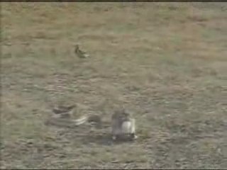 Un lapin s'amuse avec un serpent