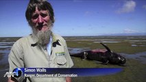 Stranded whales die on New Zealand beach