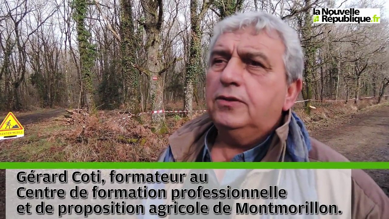 VIDEO. Poitiers. Débardage avec des bœufs dans les bois de Saint-Pierre