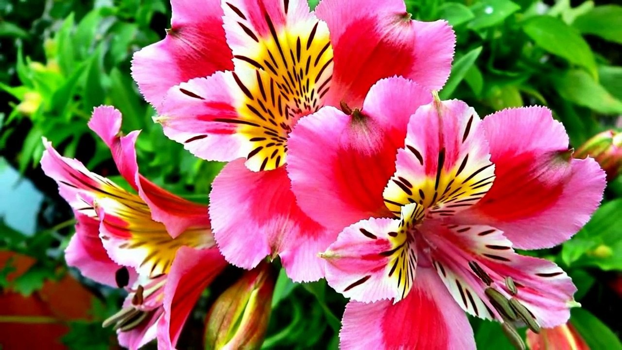 KRZYSZTOF KRAWCZYK - Posyłam Kwiaty