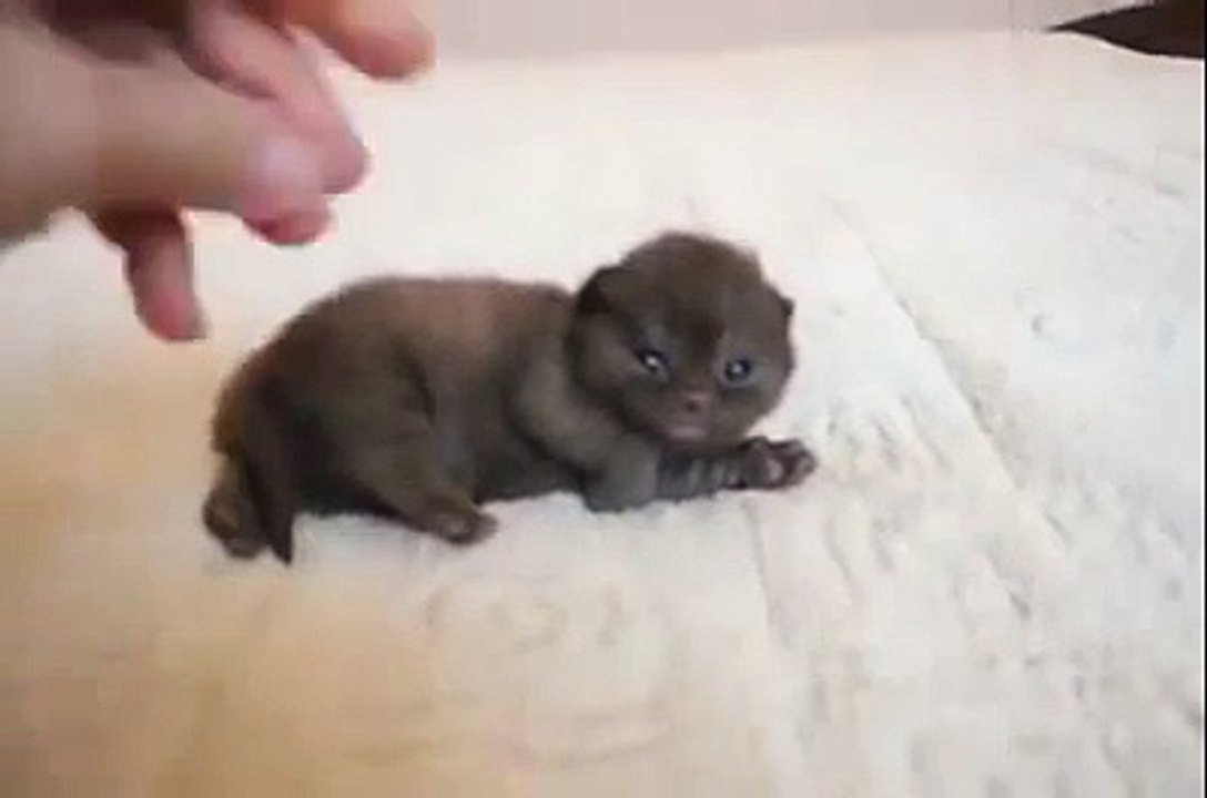 Le Chaton le plus Mignon du Monde