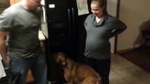 Un chien très protecteur avec sa maîtresse enceinte
