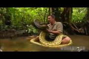 OMG!!! Most Brave Man V/S Anaconda