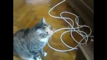 Funny Cats Videos - Funny Cats Fails Compilation -copypasteads.com
