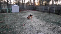 German Shepherd plaing with rocks