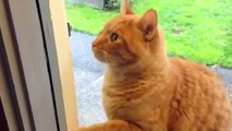 Cat Rings Doorbell