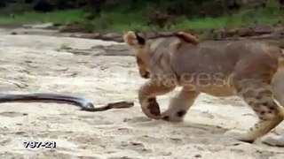 lion & snake - Video Dailymotion