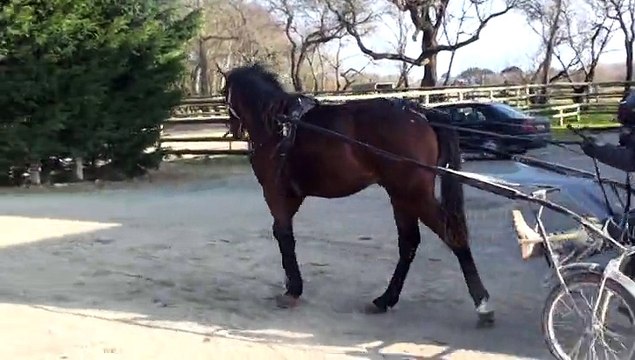 DIMITRI DU ROUMOIS ET DARK OF DARKNESS PARTANT EN PISTE