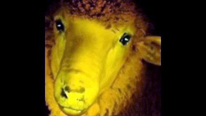 Ils ont créé un mouton transgénique phosphorescent !