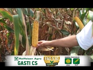 Raiffeisen Agro – hibrid kukuruza Gasti_386_07.02.2015.
