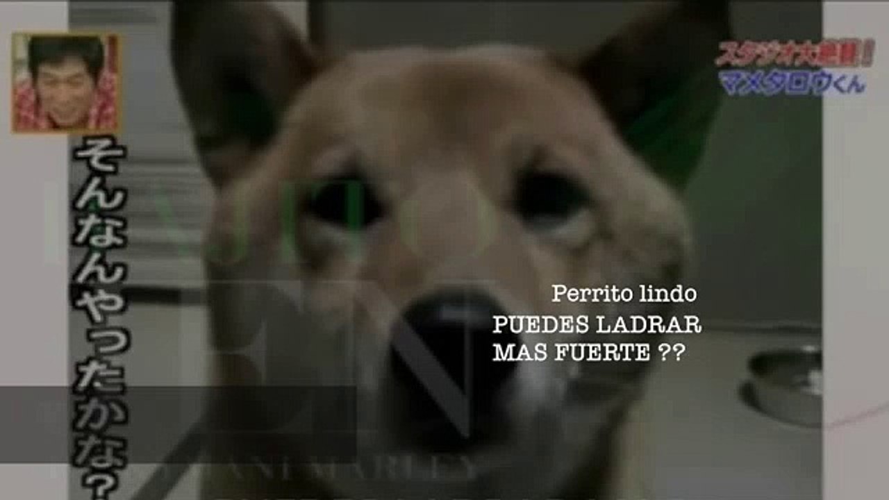 Perro ladrando bajito?! Bajito NAAA bajito NAAA eso de bajito no nos va!!