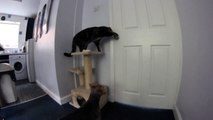 Cat opens door for Dog - Кот открывает дверь для собаки !