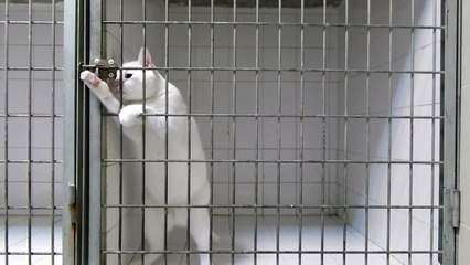 Кот беглец совершил побег - Cat escapes from cage !