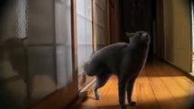 Smart Cat knocks on a door - Умный кот стучится в дверь !