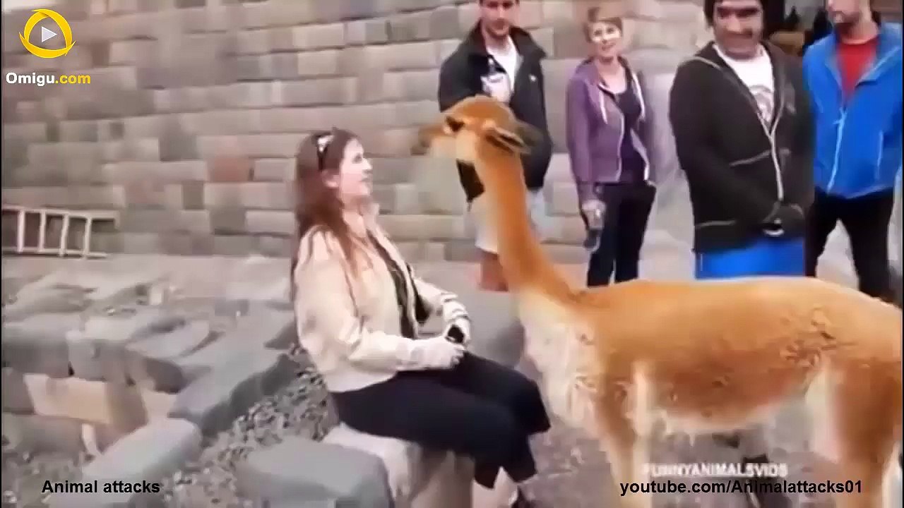 Animal Attacks Compilation 2015 HD