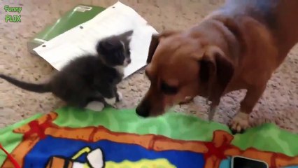 Dogs Meeting Kittens for the First Time Compilation 2015
