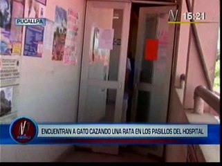 Pucallpa: gato cazó rata en pleno pasillo de hospital regional