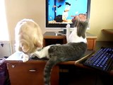 JUST STOP ! - Too Cute !! Cat uses extreme measures to stop brothers scratching ! (Low)
