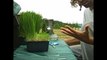 GPTR_Buğday çimi mucizevi süper besin-Buğday çimi suyu nasıl hazırlanır-WHEATGRASS, THE MIRACLE SUPERFOOD   How to Make Wheat Grass Juice !! ;-)