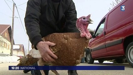 Les exposants se préparent pour le salon de l'agriculture