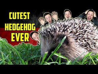 Cutest German Hedgehog EVER | Get Germanized Vlogs | Episode 26