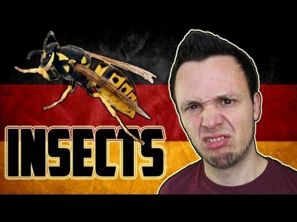 German Insects Vocabulary