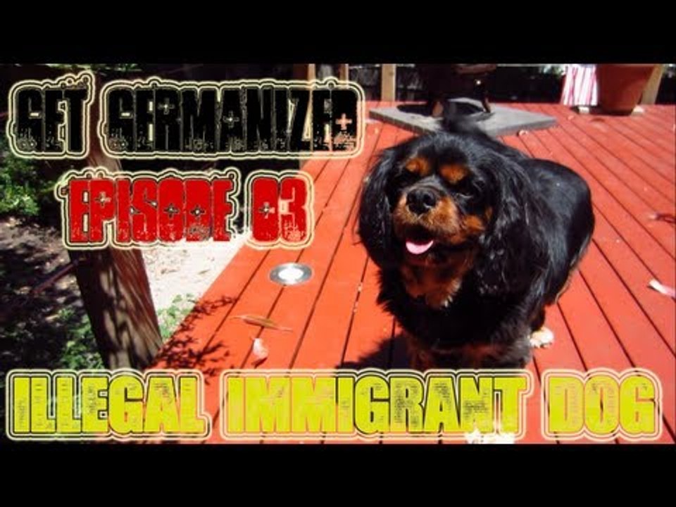 Illegal Immigrant Dog | Get Germanized Vlogs | Episode 03