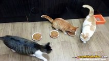 Yemeğini Paylaşmayan Aç Gözlü Kedi