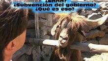 Goat disputes and spits on Man - Козел плюется и спорит с человеком !