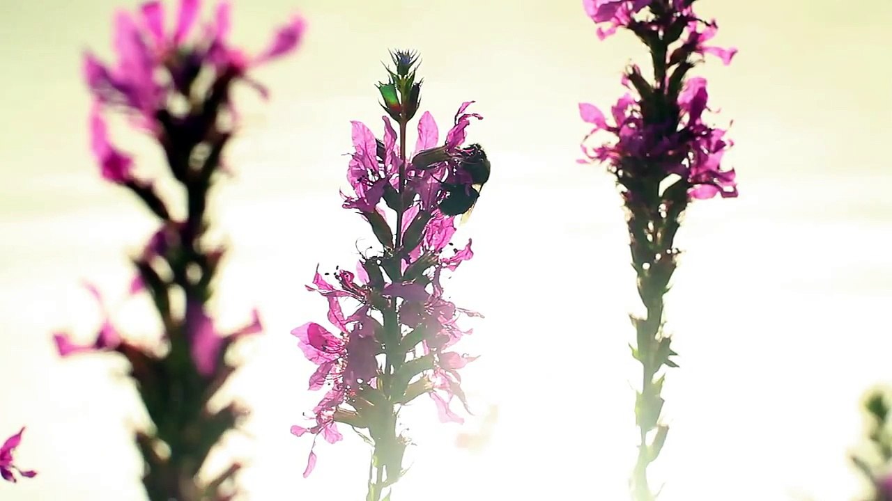 Sumi Jo.조수미 - Choral `Jesus Bleibet Meine Freude` From Cantata, BWV 147