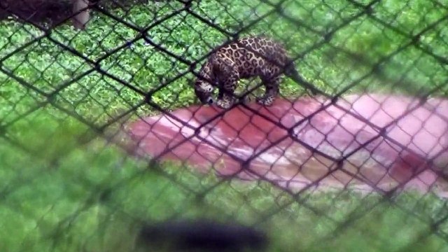 Nehru Zoological Park - Hyderabad - part 6