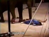 OMG!!! Elephant Crushed 02 Men in Circus - Live Footage