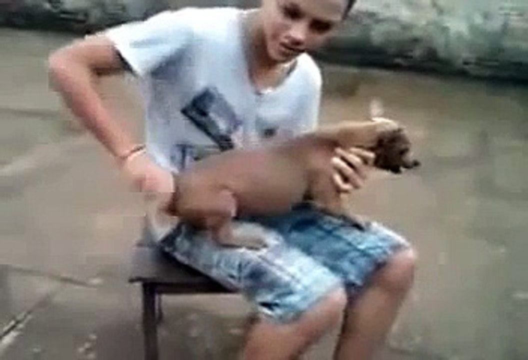 Funny_Dog.mp4