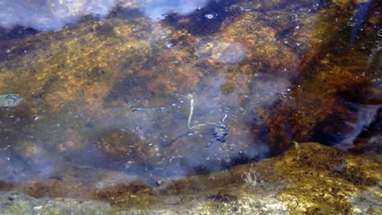 Une punaise d'eau géante tue un serpent!
