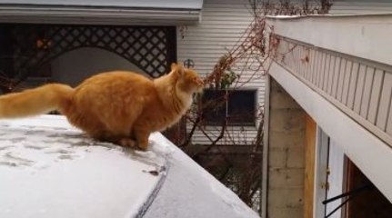 Üstü Kar Kaplı Otomobilin Üzerine Çatıya Atlayan Kedinin Komik Sonu