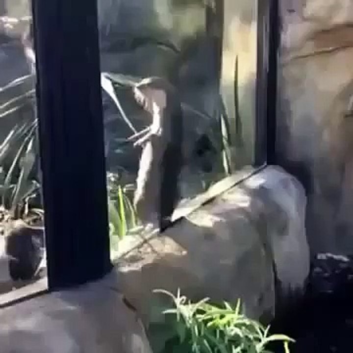 Une loutre bouge son corps sur du raggae!