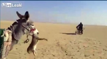 Eşeğe Saldıran Tilki Hayatının Hatasını Yaptı