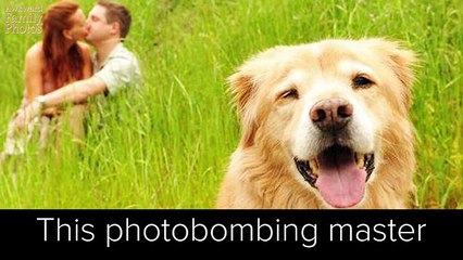 13 Awkward Pet Portraits That'll Make You Cringe