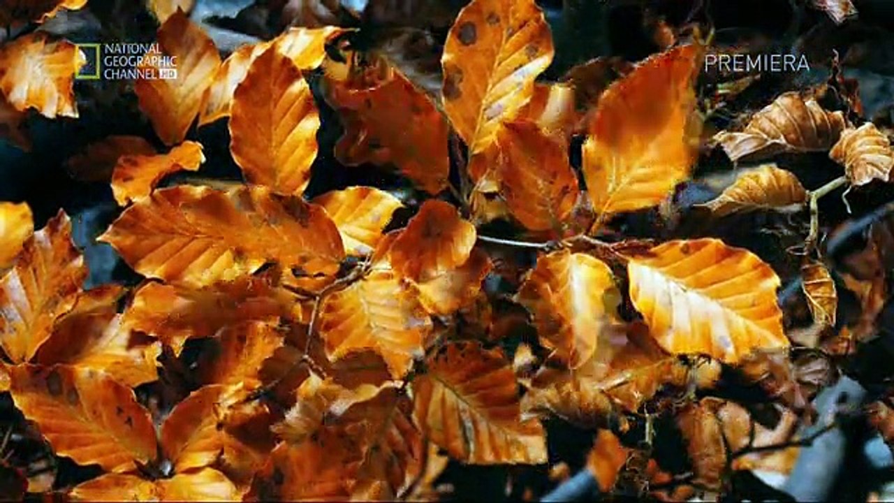 Kosmos - podróż w czasie część 10 Zaginione światy planety Ziemi  - Lektor PL