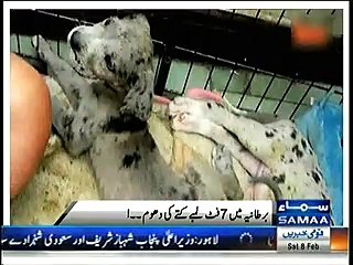 7 Feet Long Dog Getting Famous day by day in England