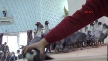Osmaniye'de Türkiye'nin En Güzel Güvercinleri Seçildi